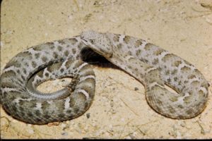Mexican_ridged_nosed_rattlesnake